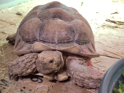 Afrikaanse Sporenschildpadden opgevangen