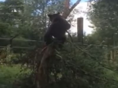 Beertje Berros als aap.