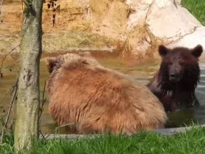 Berros het kleine beertje op tvl.