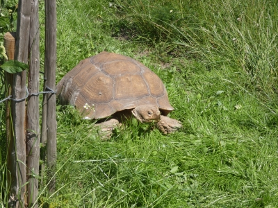 Buitenverblijf voor Afr. sporenschildpadden