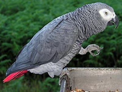 Enkele vogels en een baardagaam