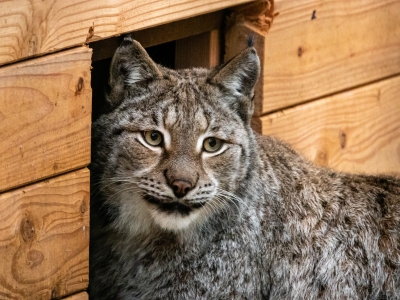 Lynxen opgevangen