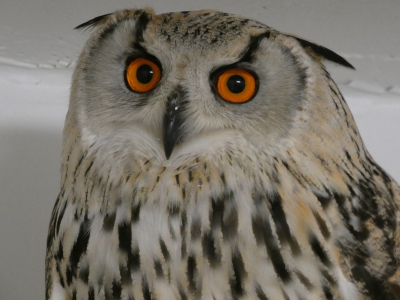 Missie volbracht voor Bubo