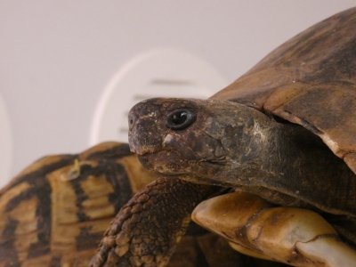 Missie volbracht voor Squirtle