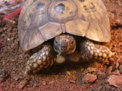 Moorse schildpadden opgevangen