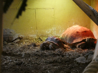 Samenvoeging Afrikaanse sporenschildpad