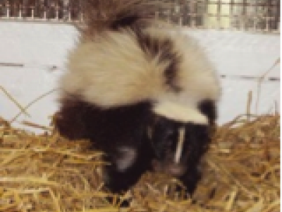 Stinkdier uit NHC