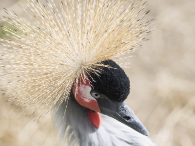 Vier grijze kroonkraanvogels opgevangen